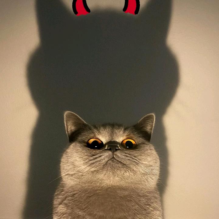 猫粮大典