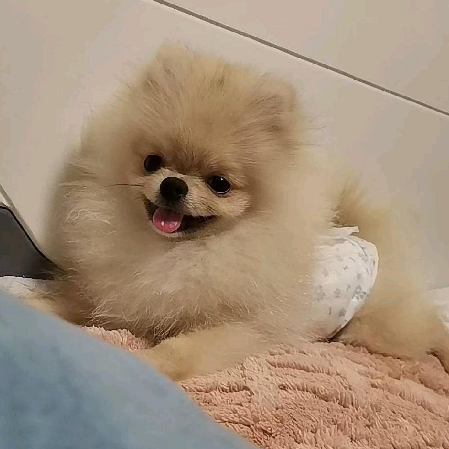是汤圆❤奶茶吖
