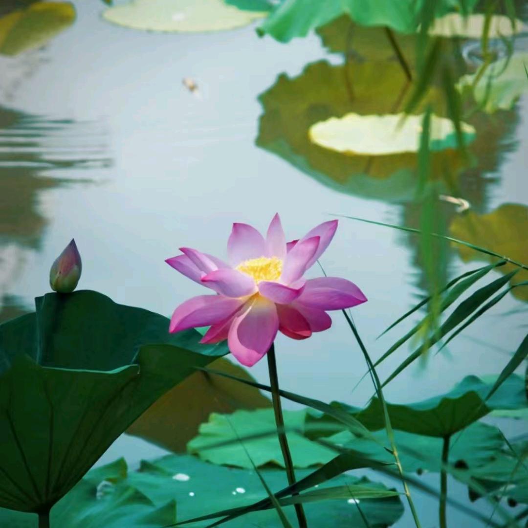 张灯林彩