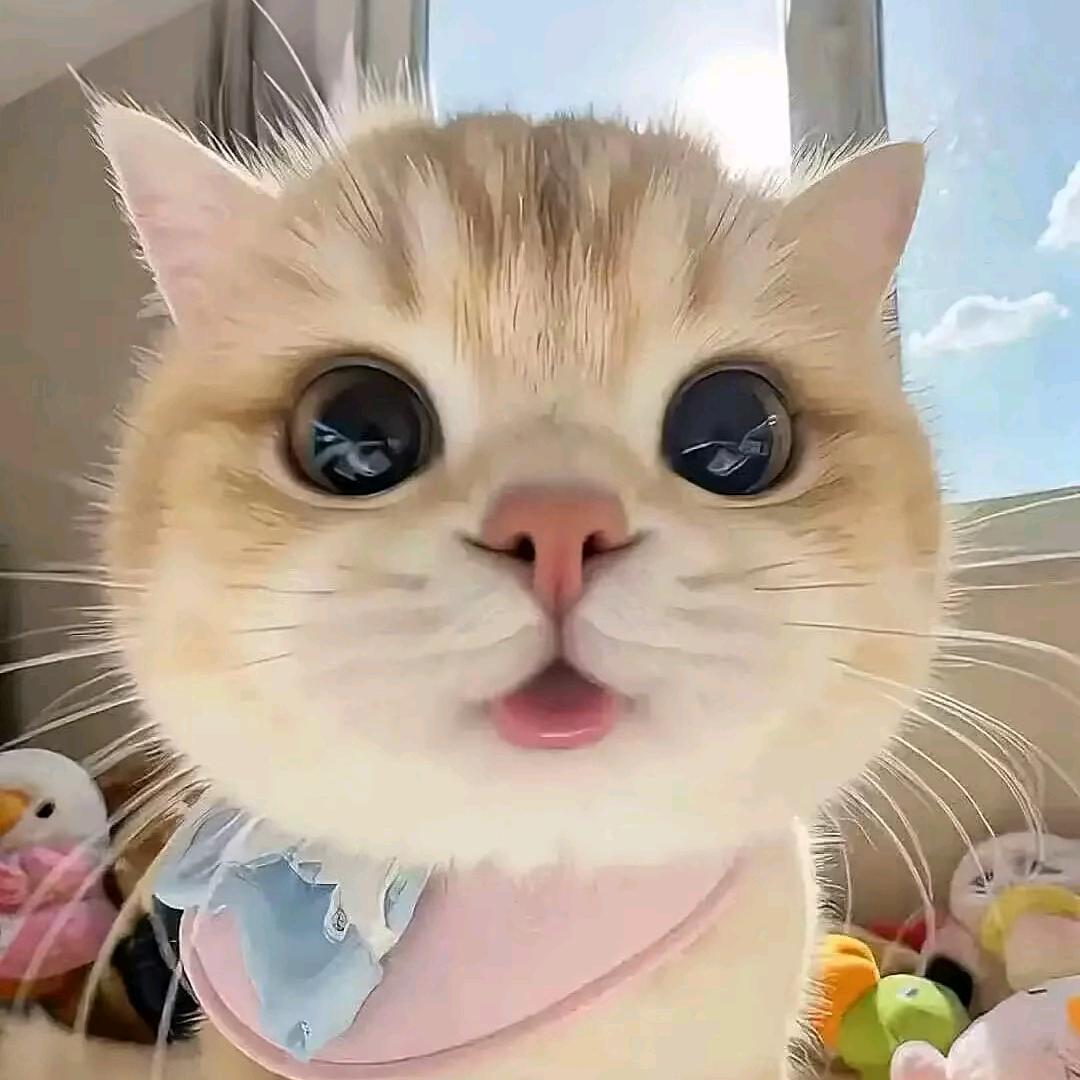宅系小猫郁.🐾