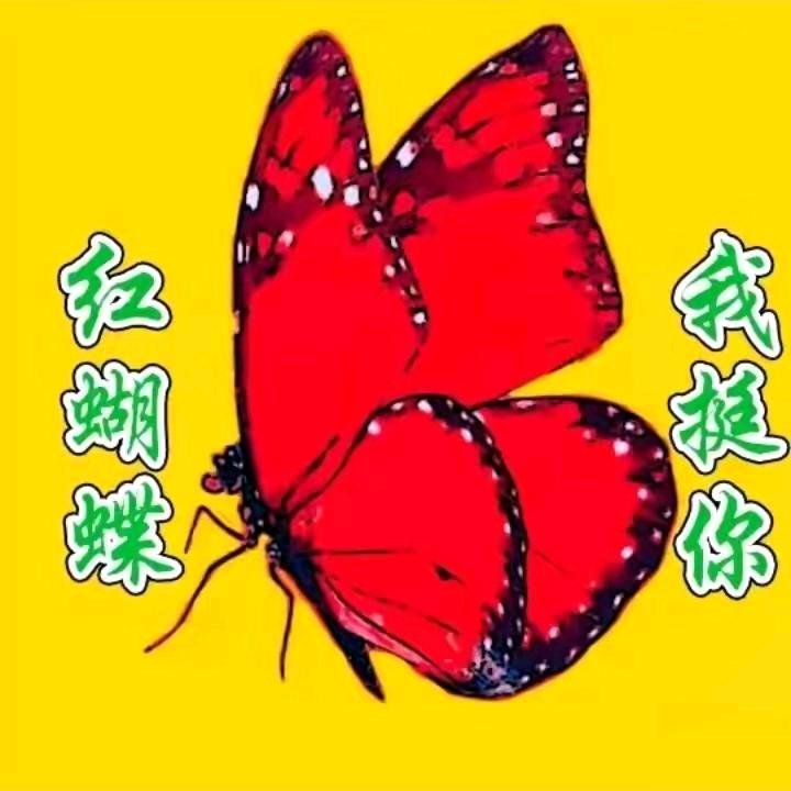 独宠红蝴蝶❤❤❤❤❤❤❤❤❤❤❤小廖①号