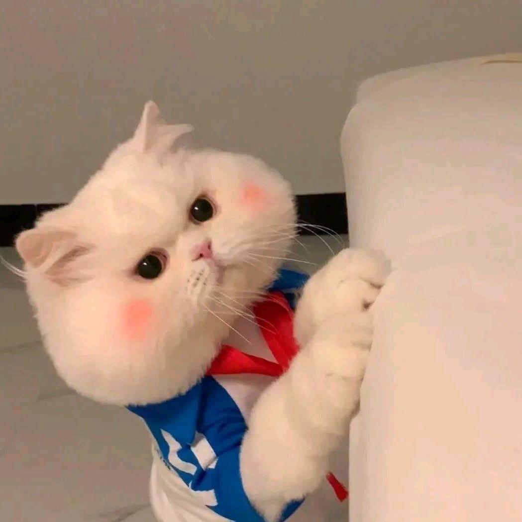 偽妳乄鈊💔誶（趙）