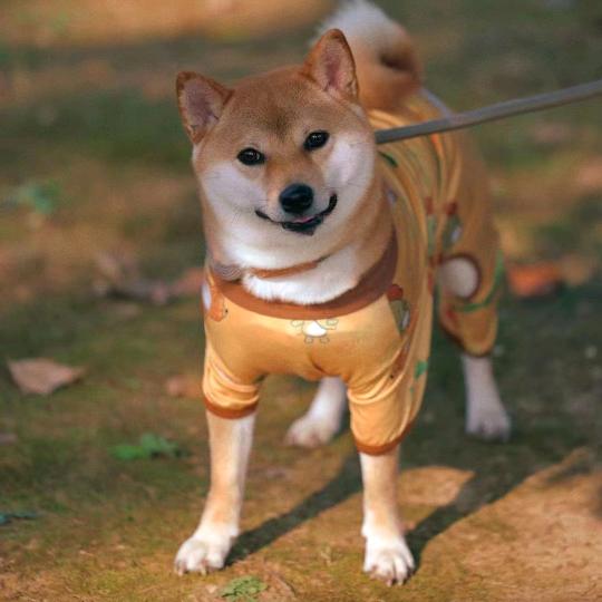 宠萌萌