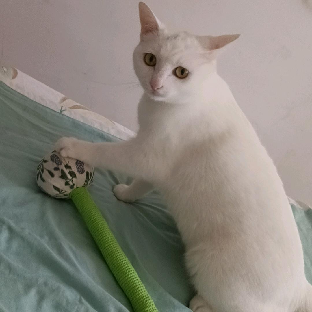 ᰔᩚ᭄心想💞ℛ事陈꧔ꦿᩚ࿐🕊