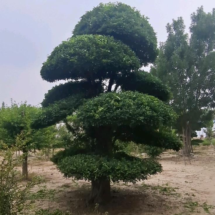 石全石美园林