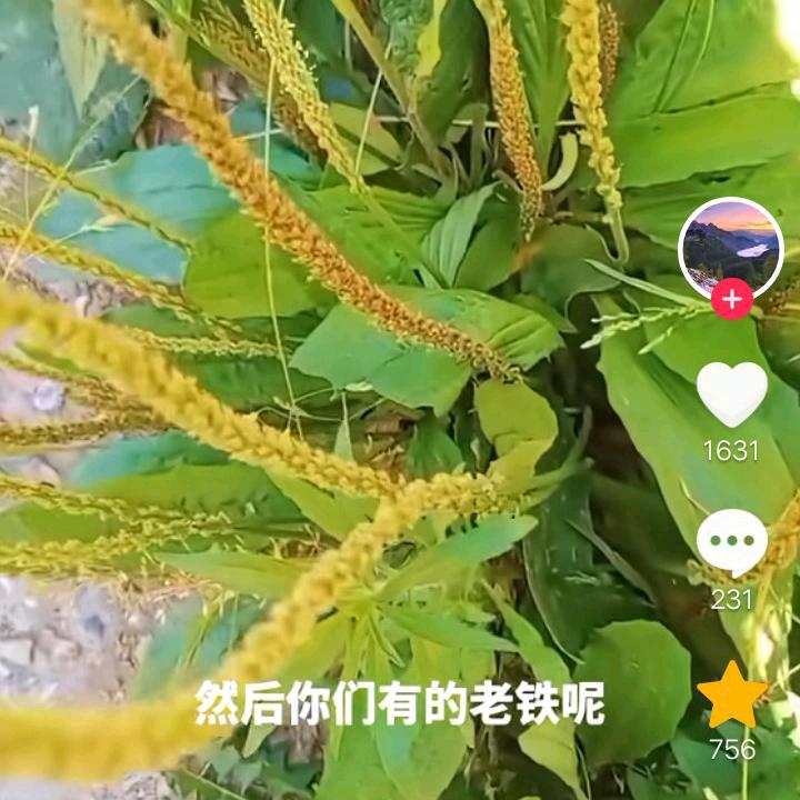 明天的太阳