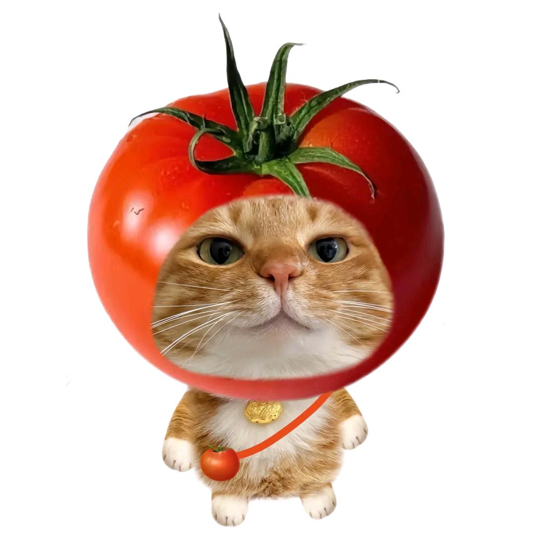 西红柿炖tomato🍅