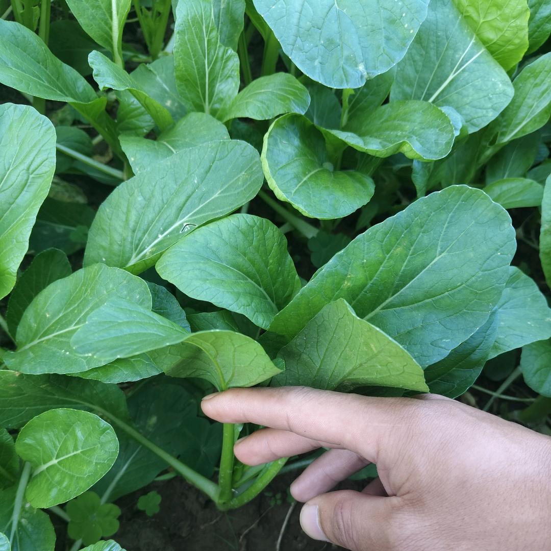 两广，纯天然绿色蔬菜，阿发