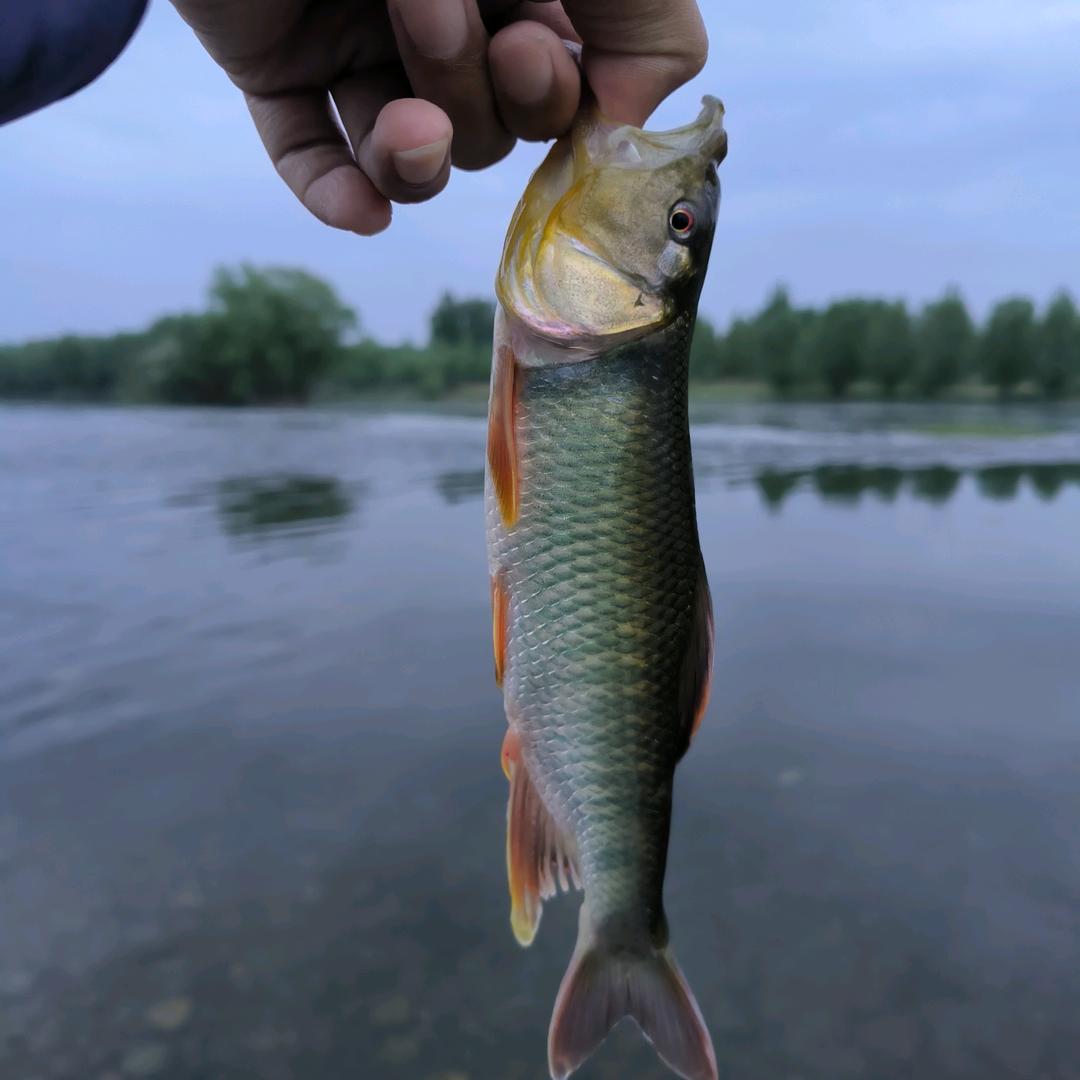 藤原拖孩（🎣）