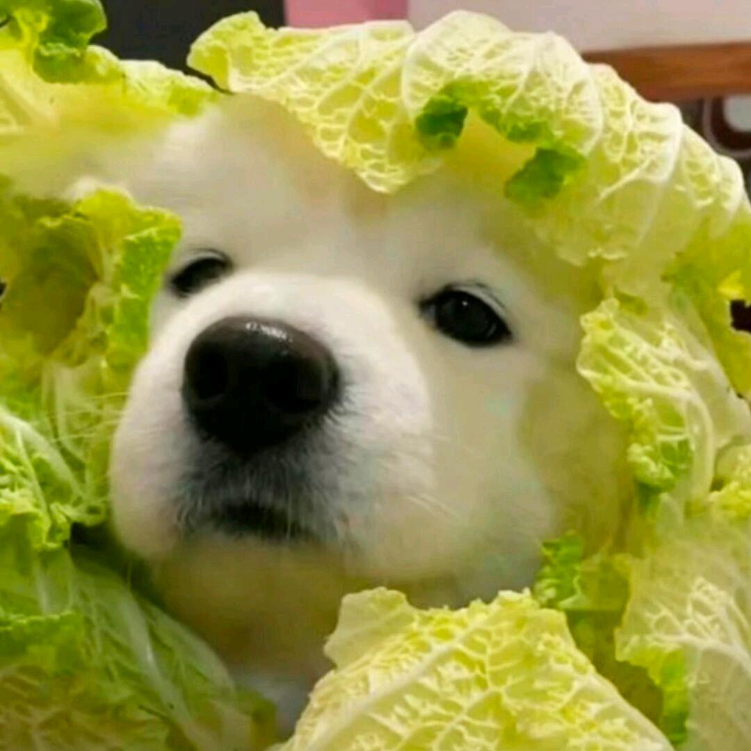 啊啊啊！