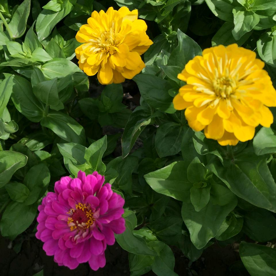 金朝有酒金朝醉