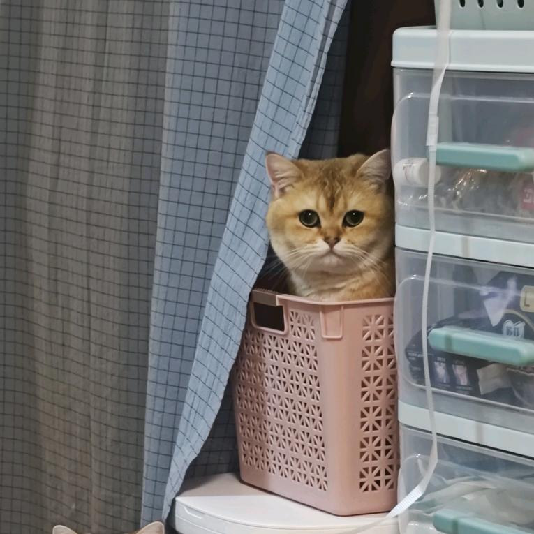 油条崽