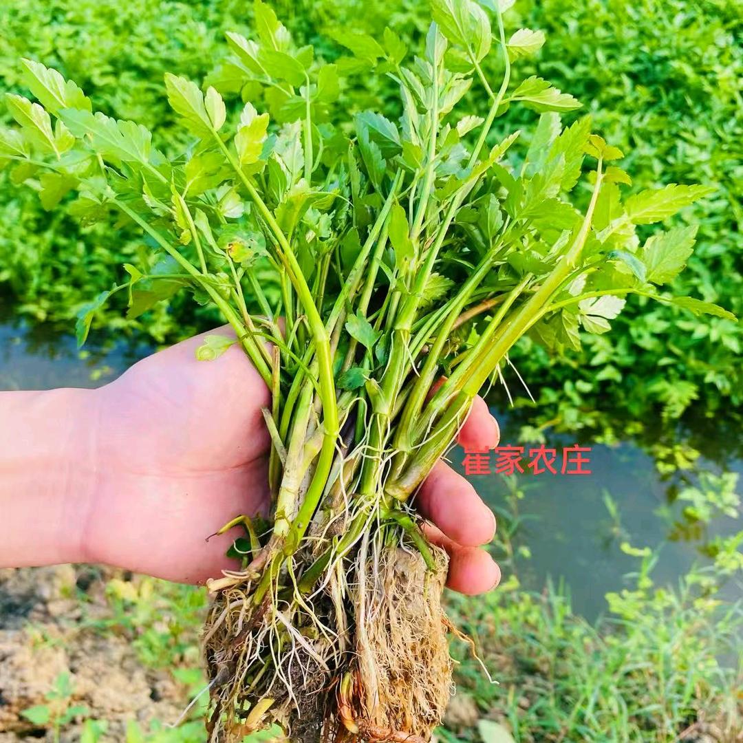 苏北大崔水芹菜