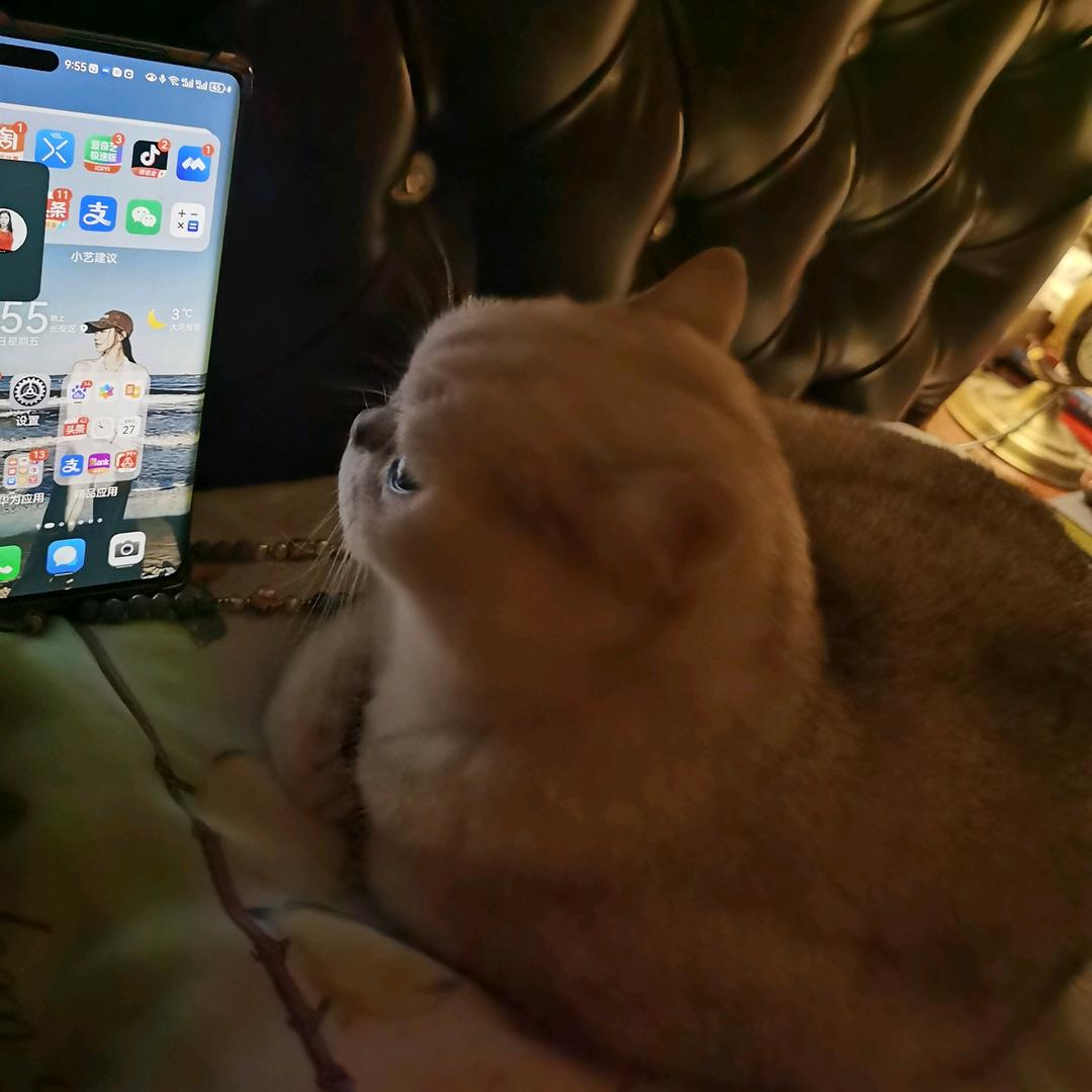 萱