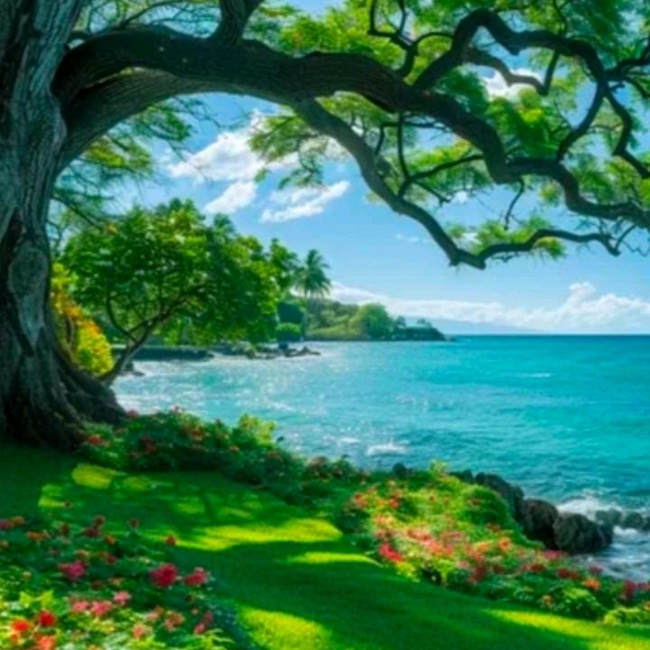 大海之梦