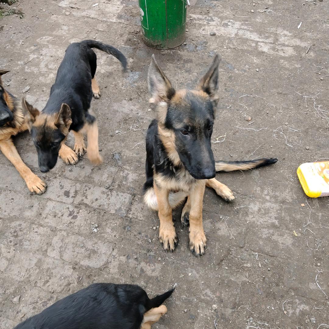 德牧犬繁殖