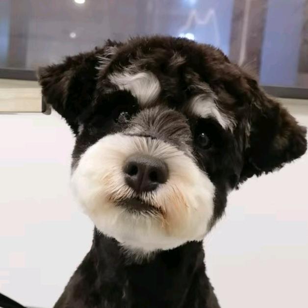 臭臭哥哥(为爪宠物鲜食)