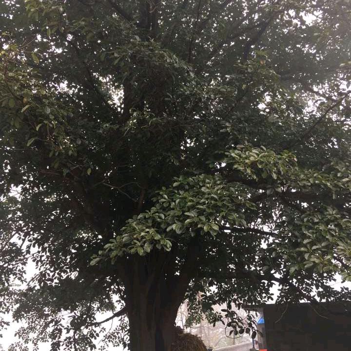 海哥