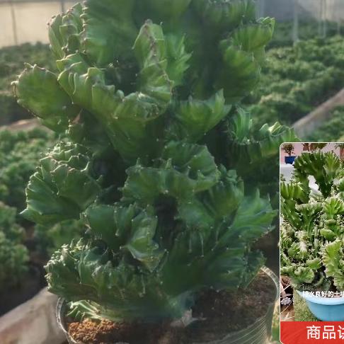 平安快乐
