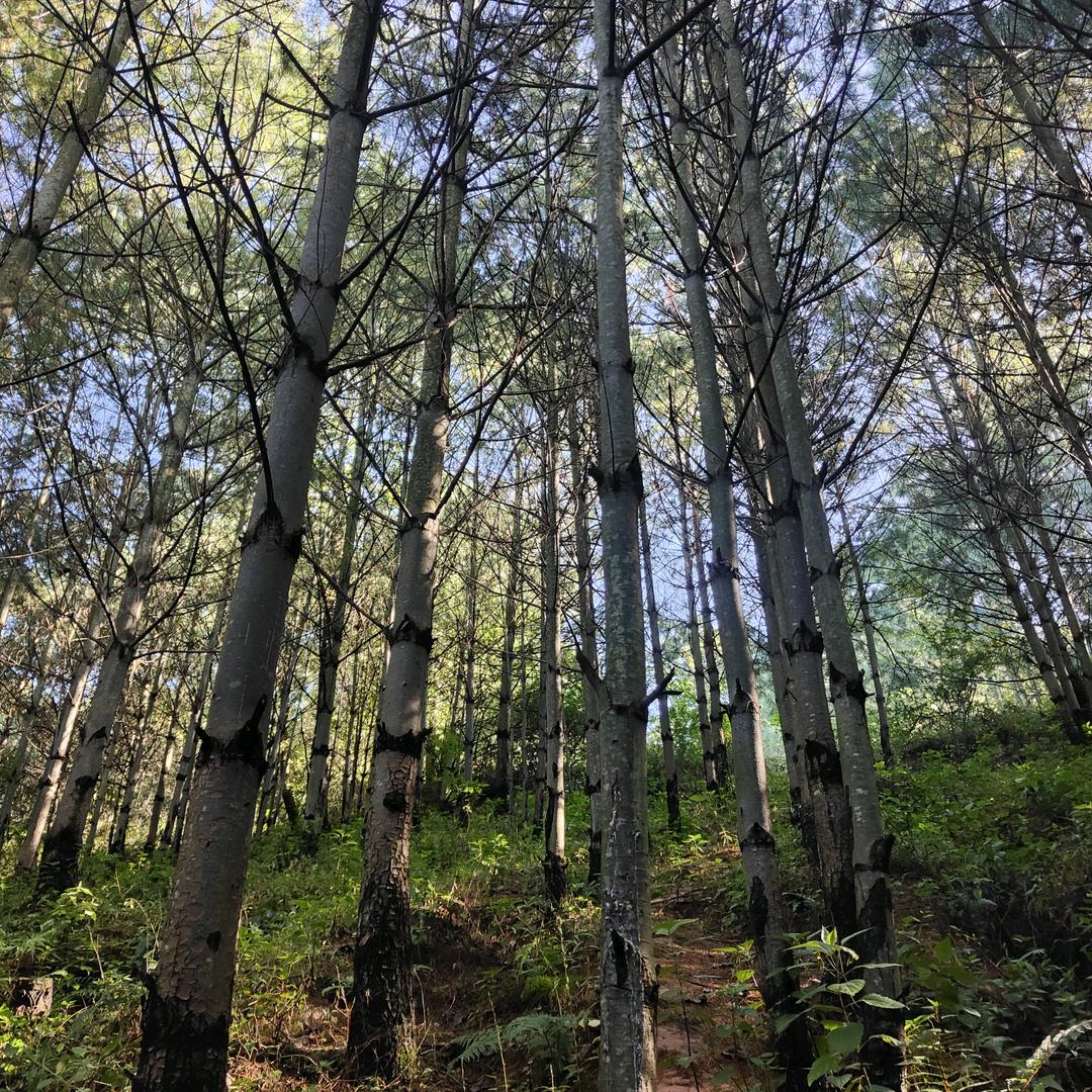 山本无忧因雪白头