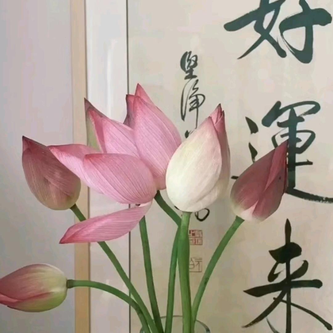 荷韵听雨