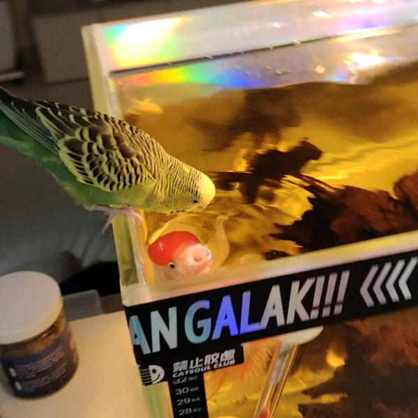 仕萌宠秀