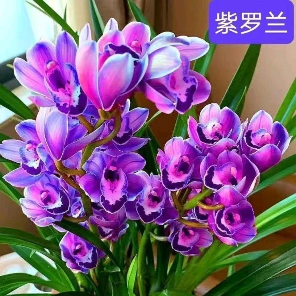 潢川洋洋
