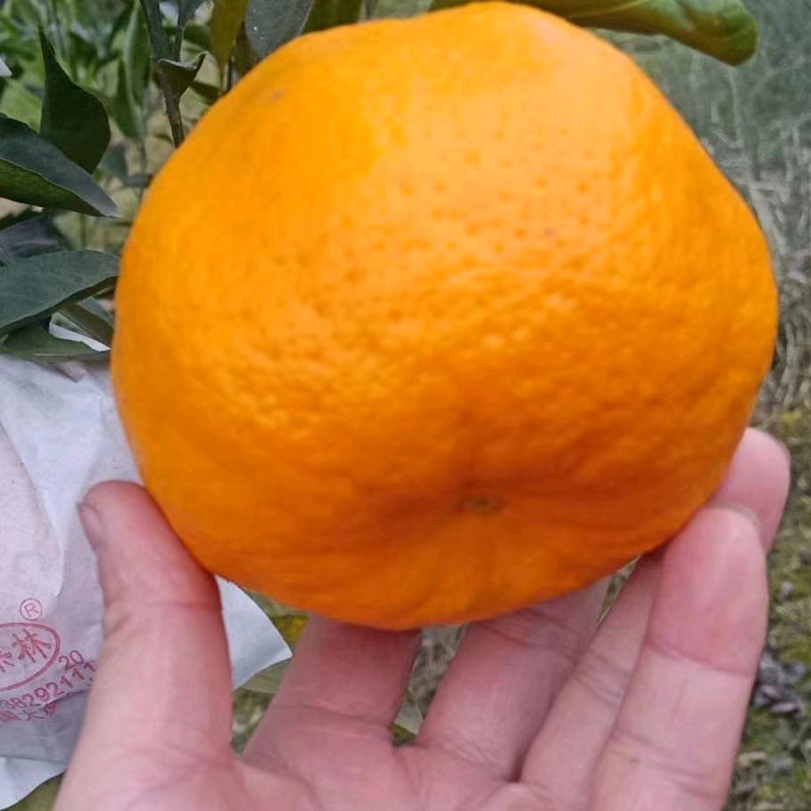 春见耙耙柑