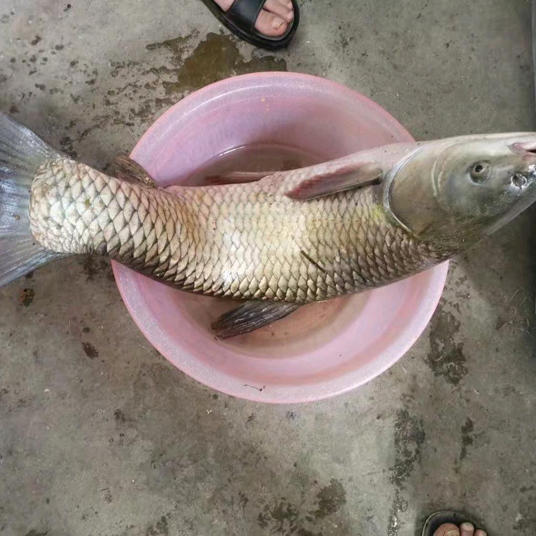 派仔喂鱼『测饵严选』