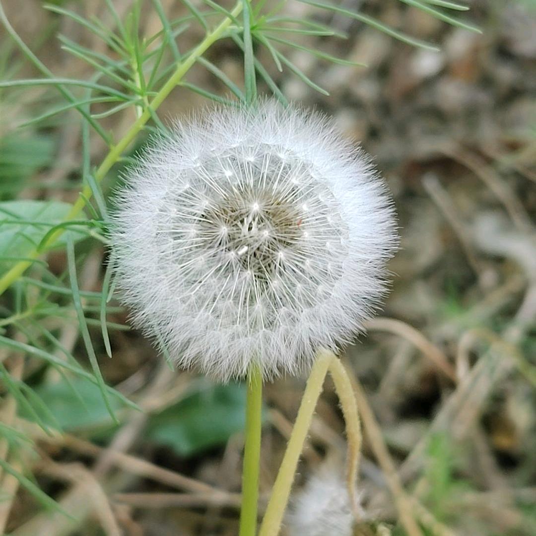 曦望着明天
