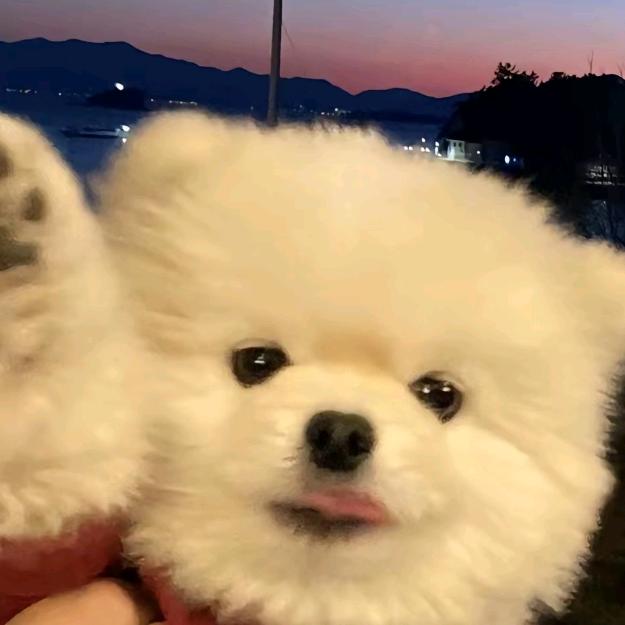 番茄不加蛋