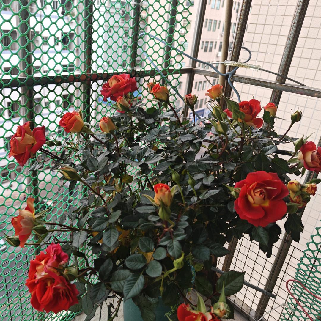 余生请勿打扰