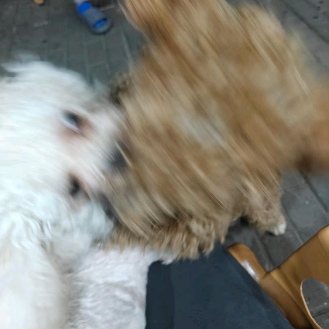 耳屿