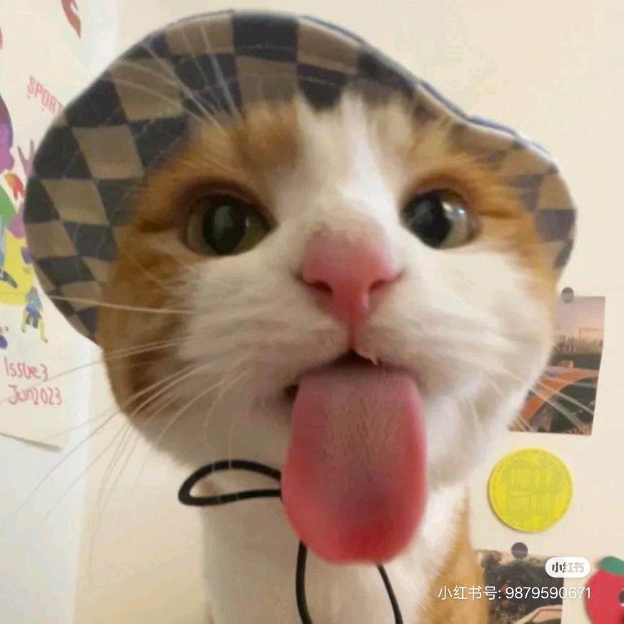 小鼠