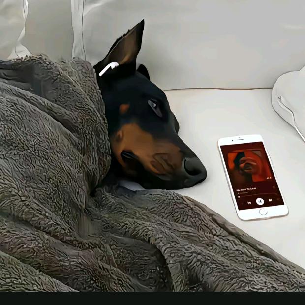 枯木逢椿（无畏契约）