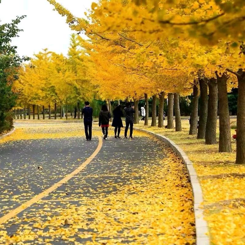 （🐷页进群）山东科技万能墙