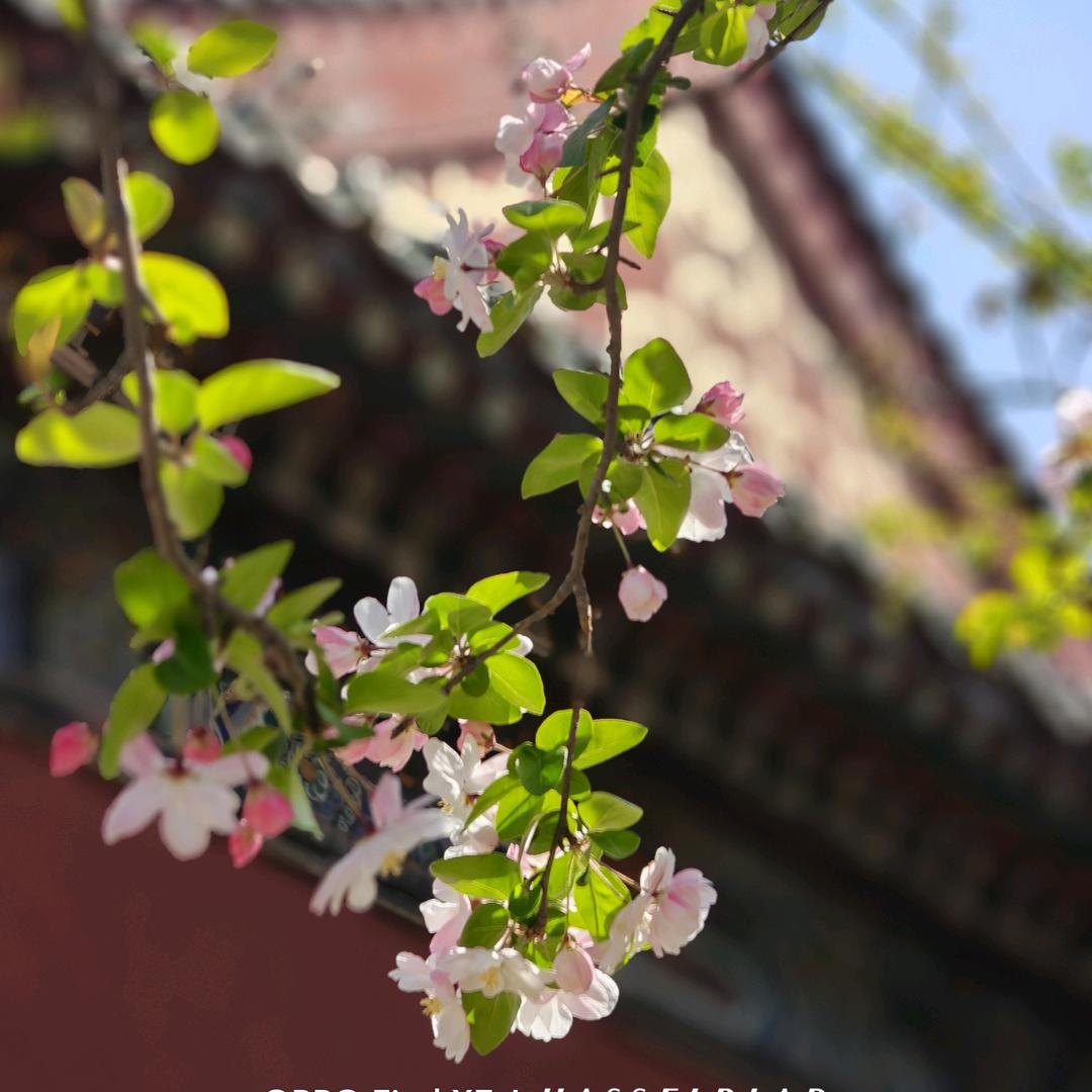 渝北兴隆手机店店长柳柳