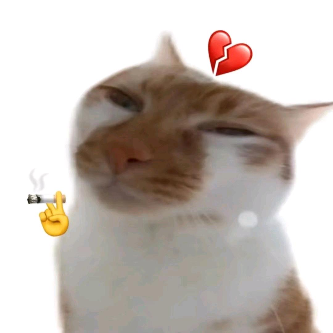 ༄༊࿆富贵在天ོྂཾ࿆࿐