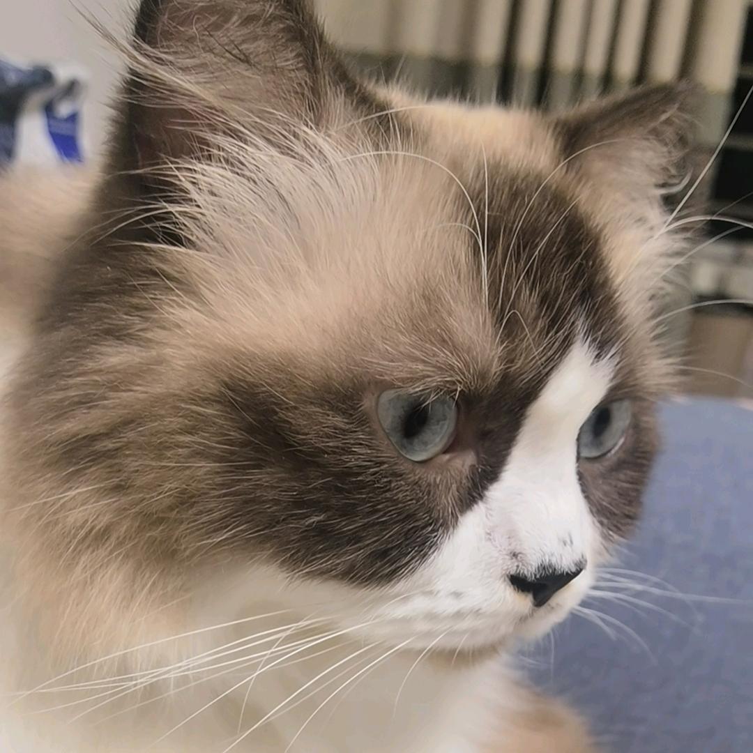语气词猫咪