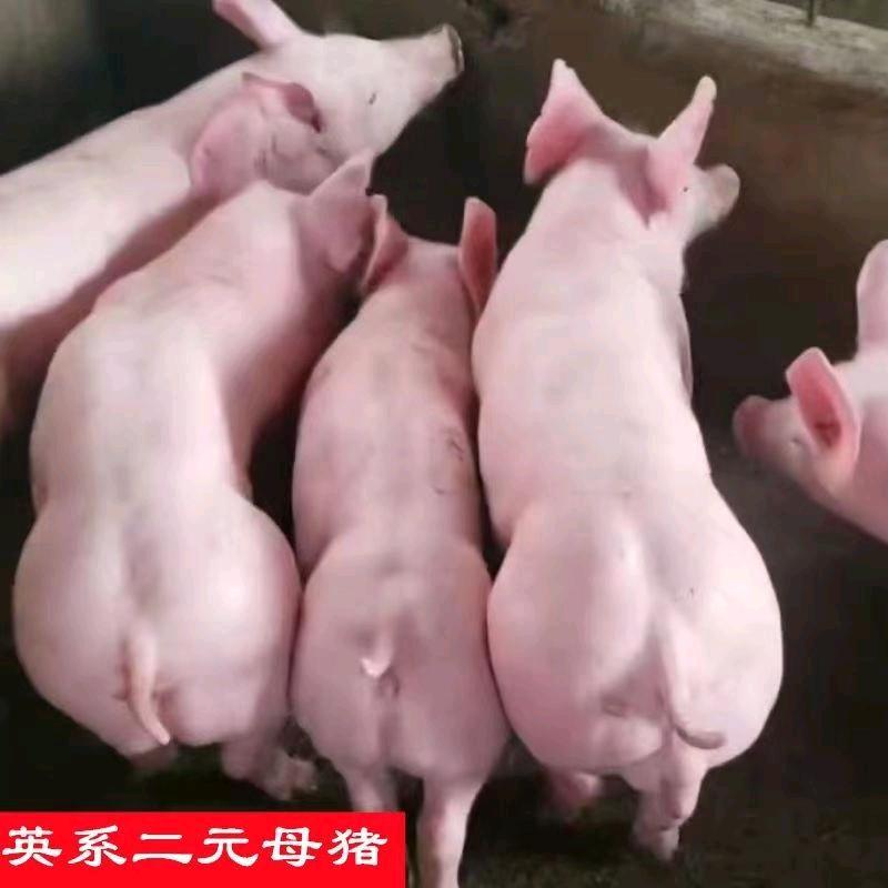 云贵大型种猪～小猪养殖场