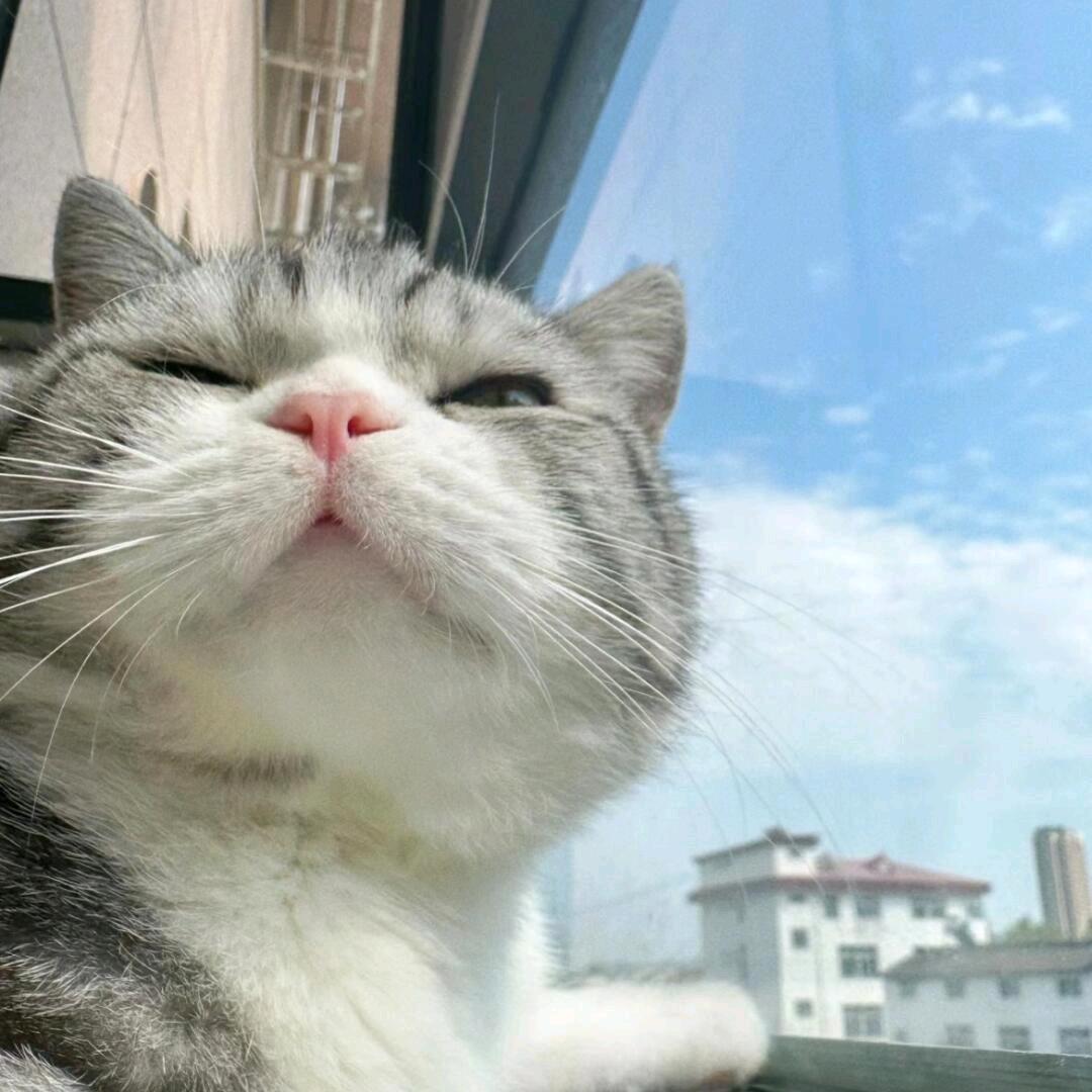 喵如意