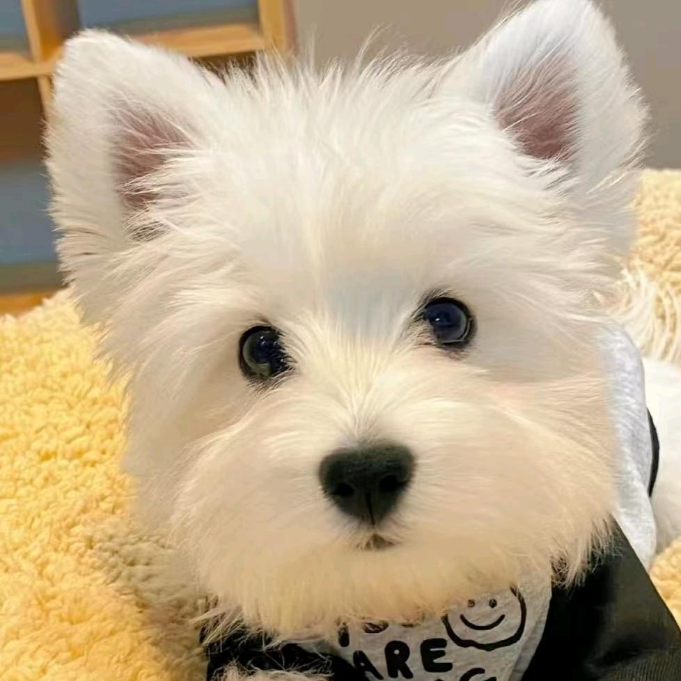 兰州名犬一手批