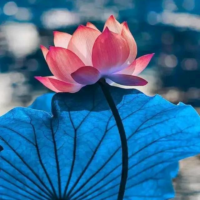 善缘清莲