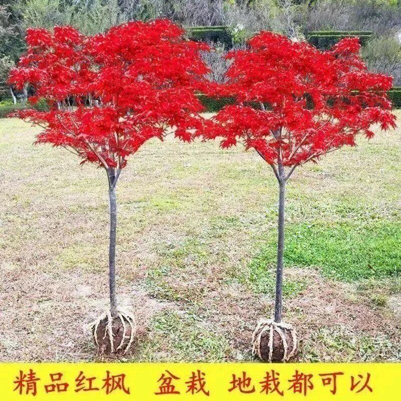 千惠美苗木场