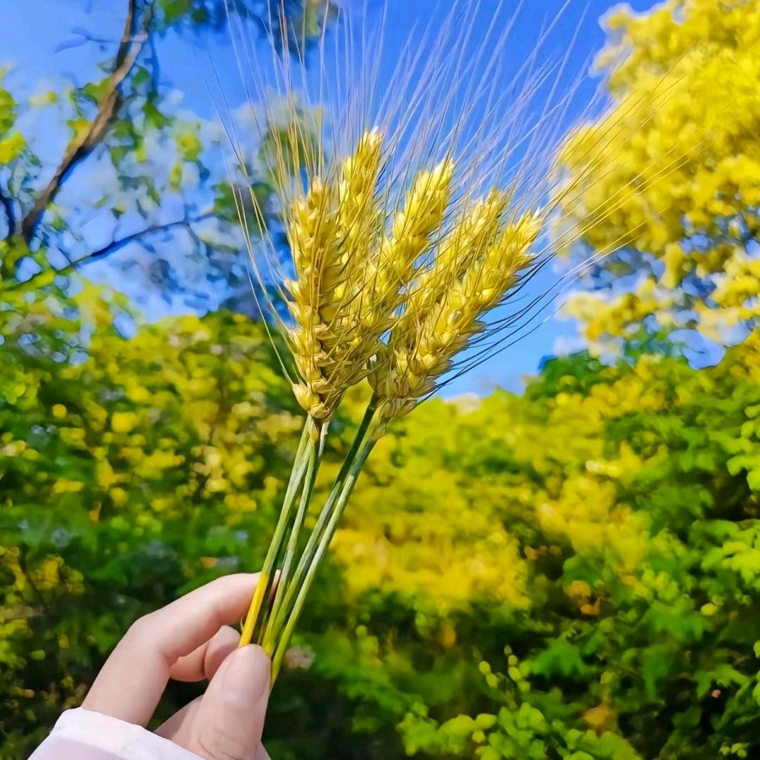阳阳