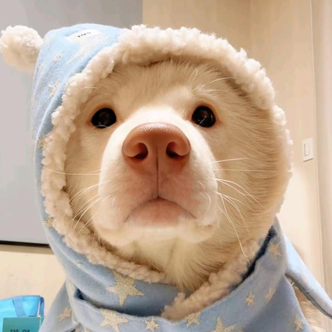 我是芋泥啵啵🧋