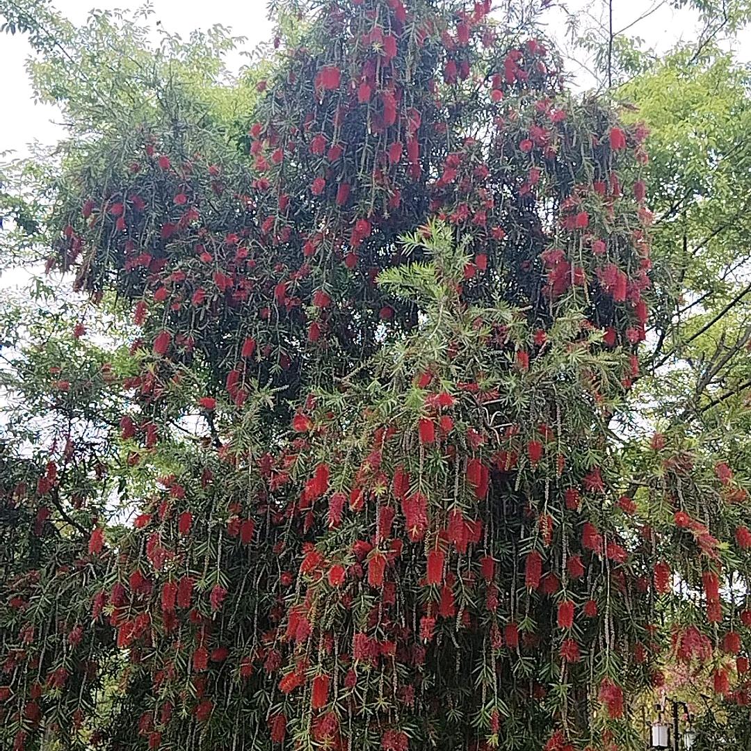 静雅时光