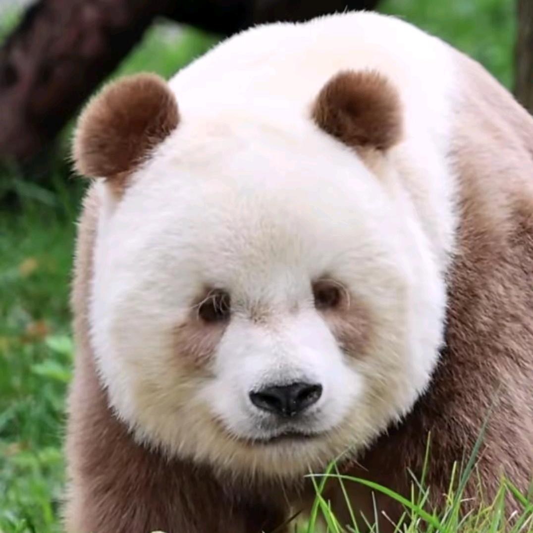 海盗船长（80后大叔）