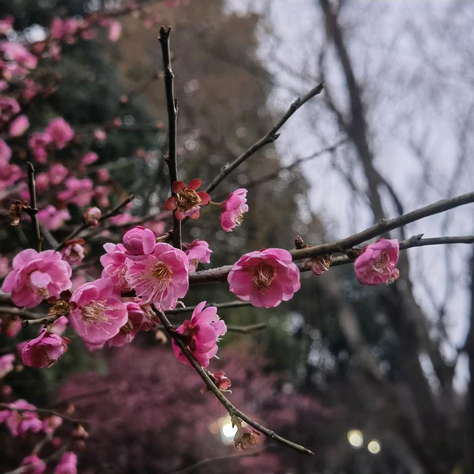 荼荼