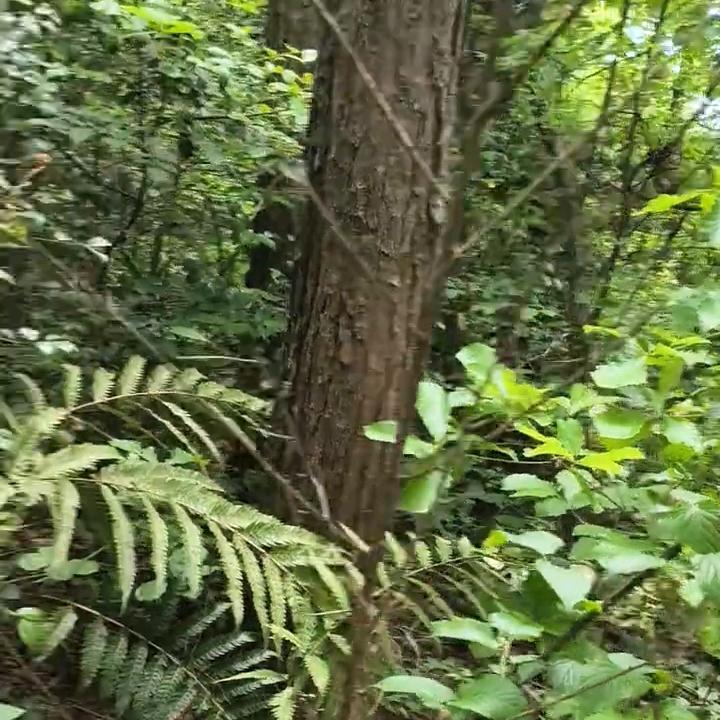 胖老板优质好物推荐!#